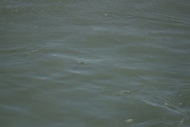 Missing Picture